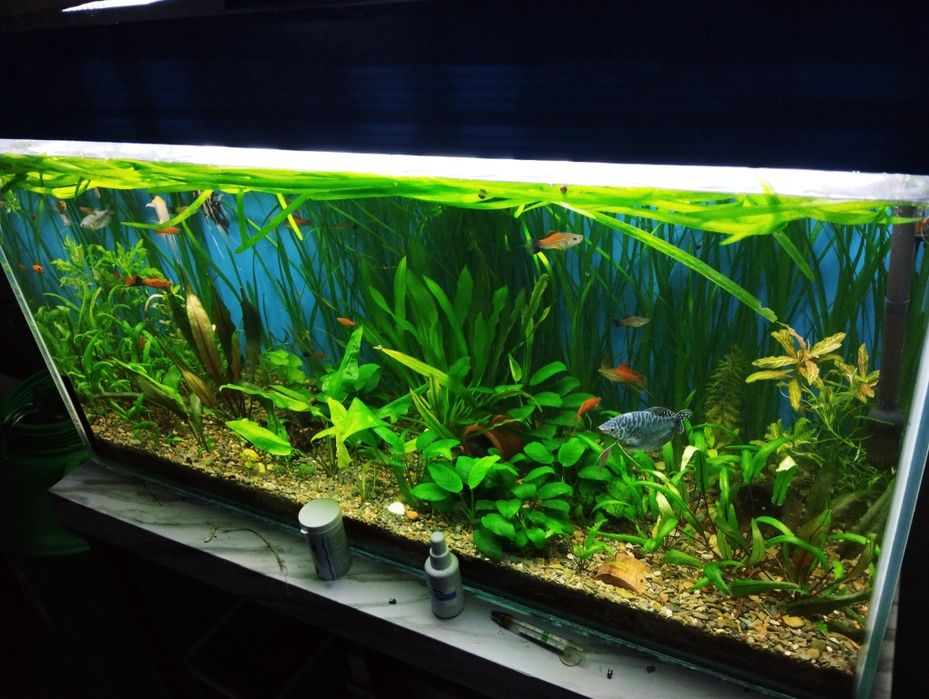 аквариумное растение валлиснерия