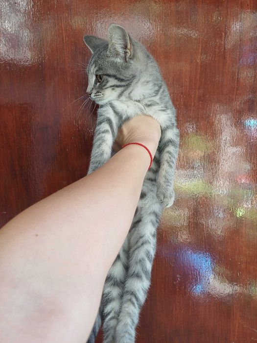 Женски гальовни котета си търсят дом