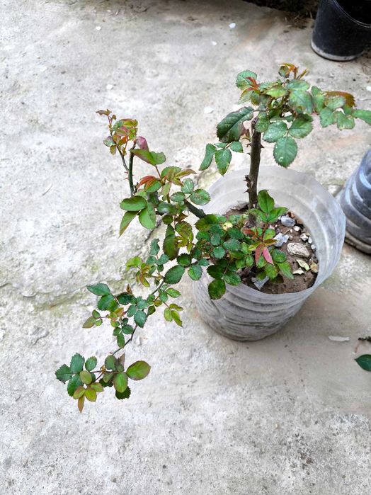 Продам розы разные