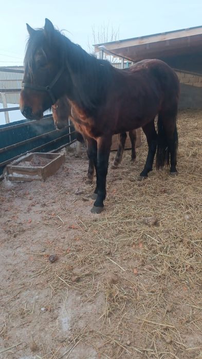 Продаётся жеребец