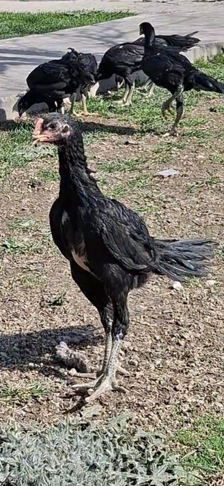 Ганой цыплята 100%