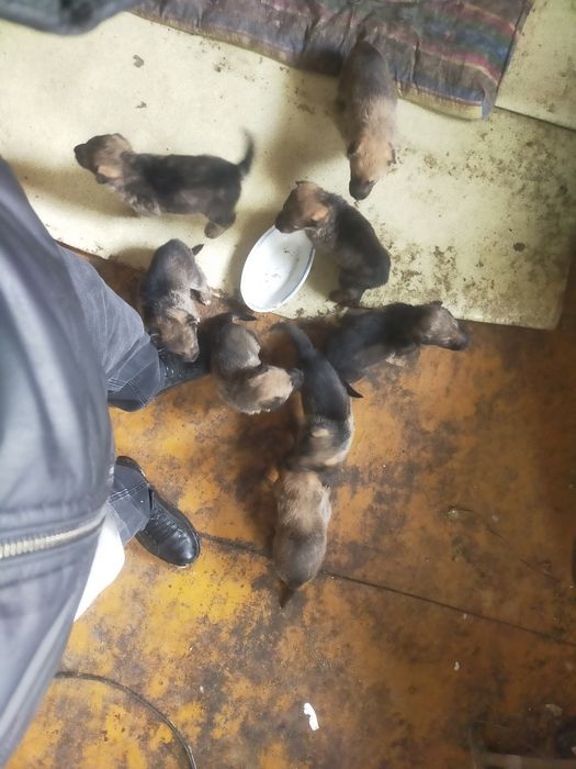 Щенки немецкой овчарки