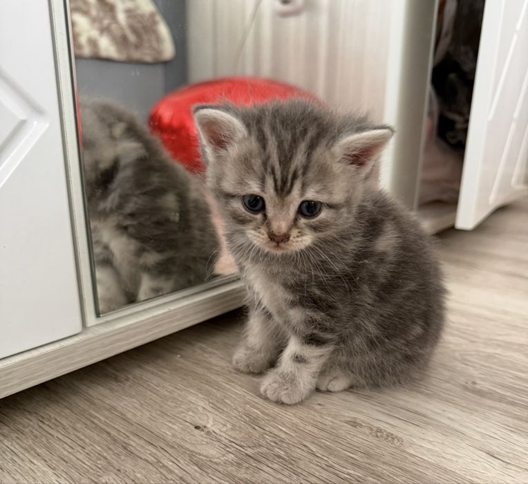 Котята шотландские