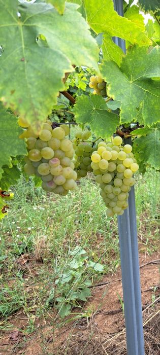 Vând struguri pentru vin