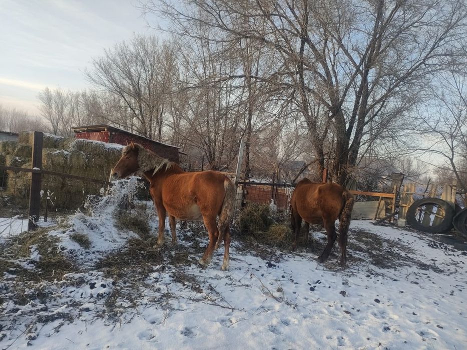 Буаз биелер Марта туад