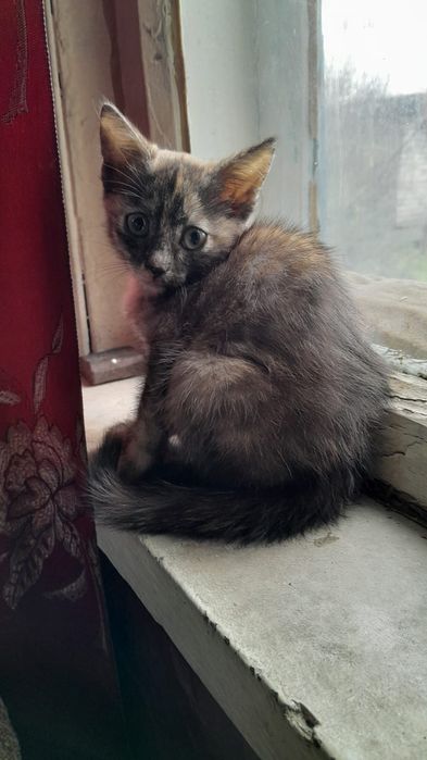 Отдам катенка даром