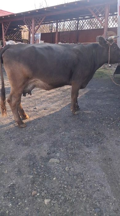 Vand sau schimb cu vacă de Tăiere