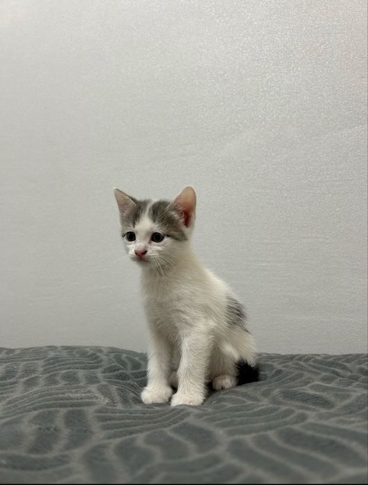Котята Ищут любящих хозяев!