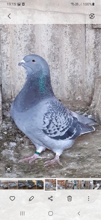 Porumbei standard romanesti de frumusete