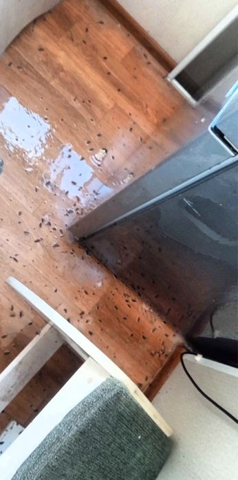 Скидка 10% Дезенфекция дизенфекция дезинфекция дизинфекция dizinfeksiy