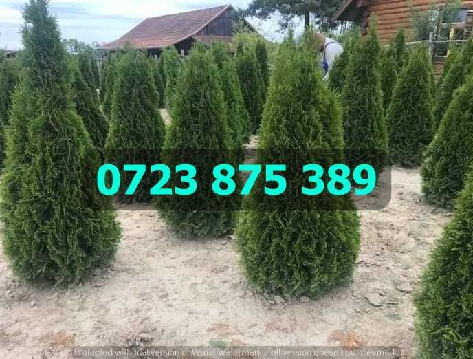 Plante Ornamentale de Calitate – Schimbare Estetică Instantanee