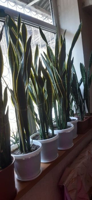 Сансевиерия (голд). В наличии 3 горшка