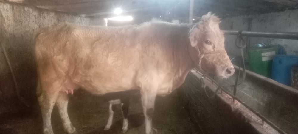 она бола Боласи 8 кунлик