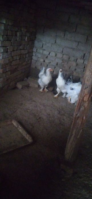 Молотки куры Брамма