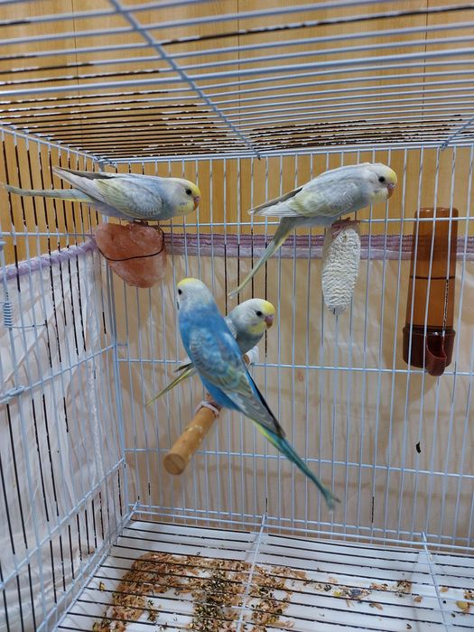 Продаются радужные попугаи молодые.