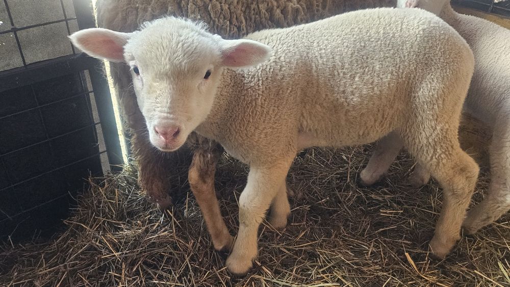 Vând berbecuț ile de france