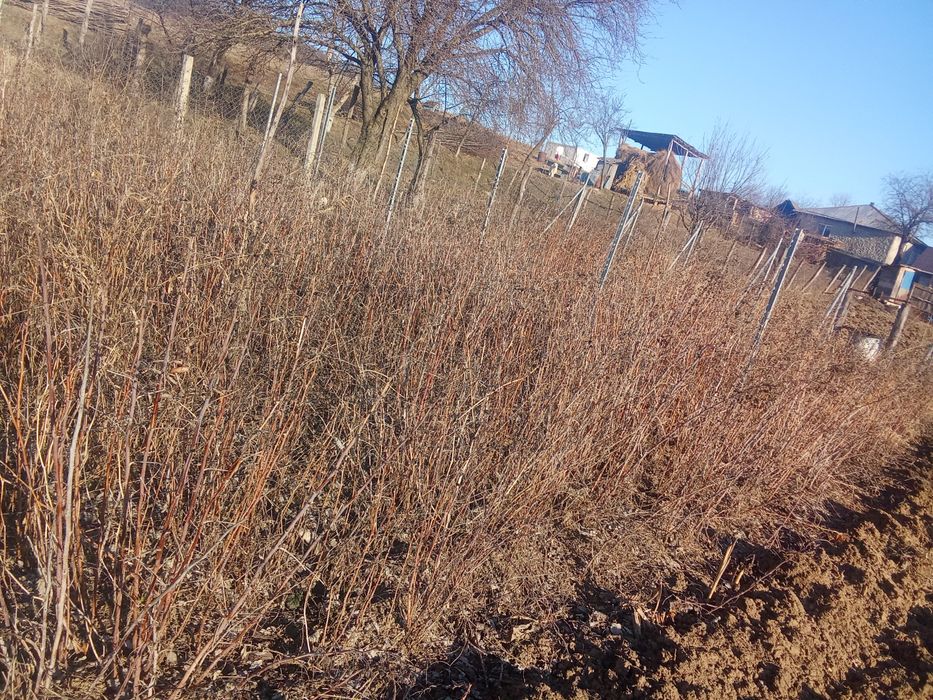 Butași Zmeura polk de vnzare