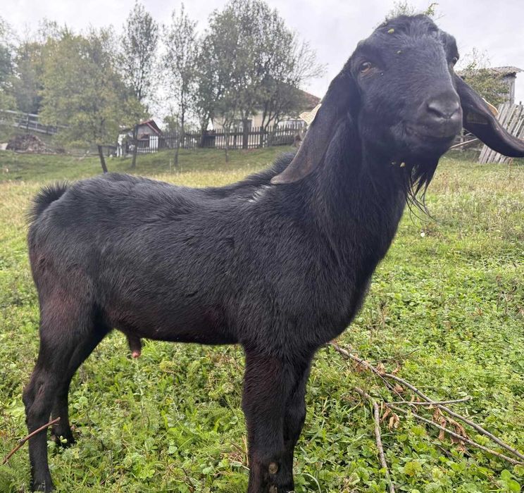 Vand tap Anglo Nubian 1,8 ani cu pedigree emis de Caprirom