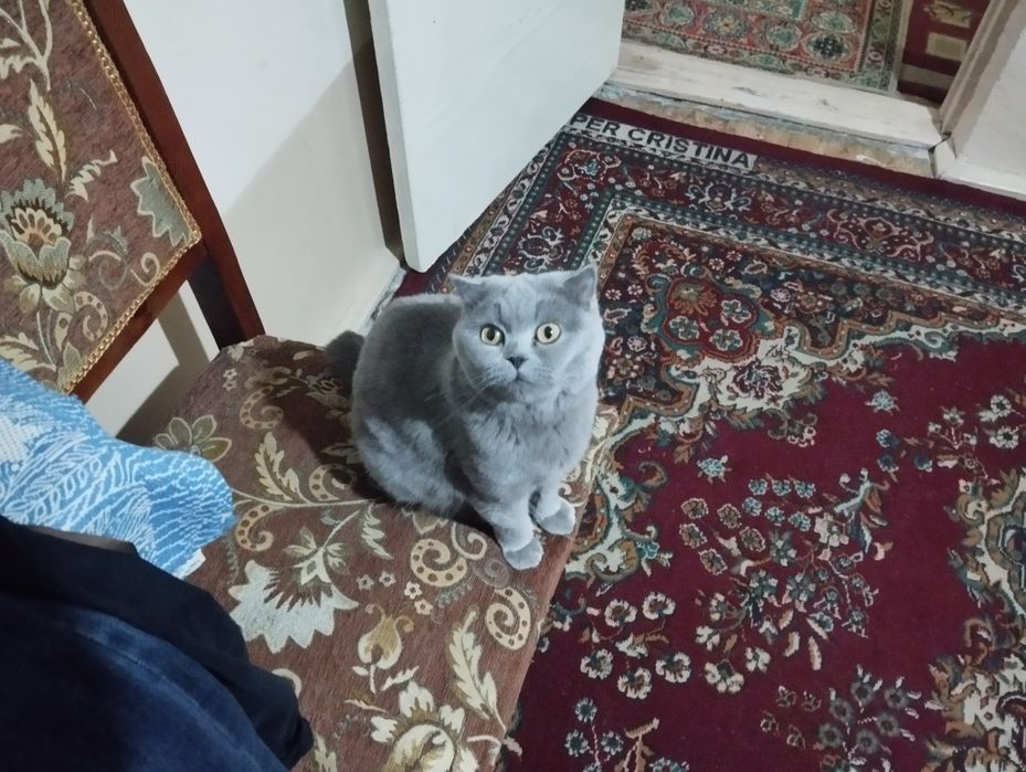 Skottish Fold va strayt zudlik bilan sotiladi