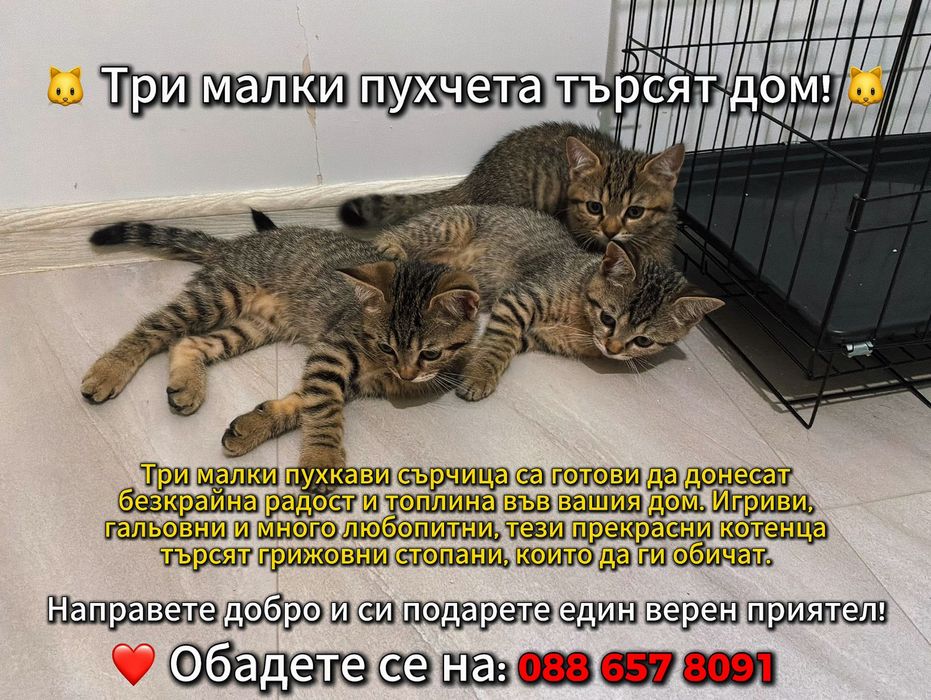 Малки Котенца За Даване!