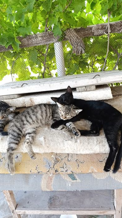 Котят в доброе руки