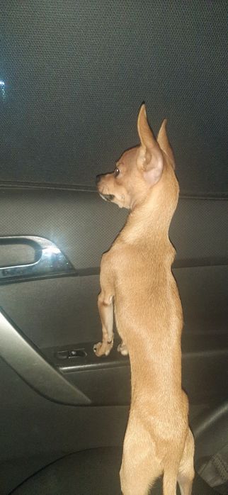 Красавец Чихуахуа мини "Ричи" ищет невесту для романтических отношений