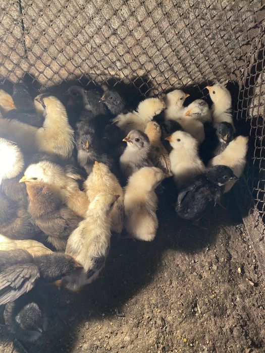 Продам цыплят домашние