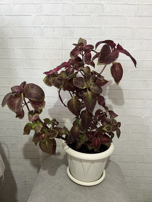 Колеус, шефлера