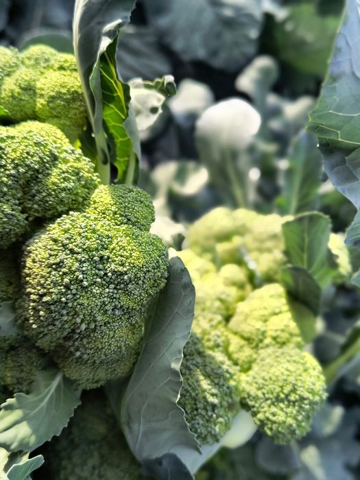 Răsăduri legume pentru angro