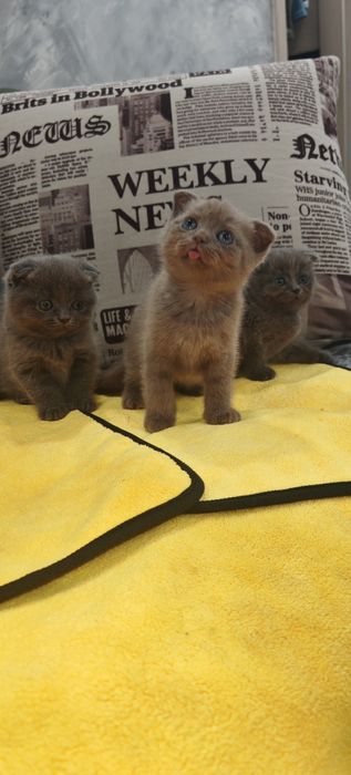 Котята шотландцы