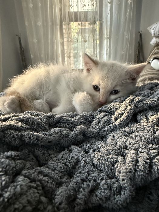 Отдадим котенка в добрые ручки