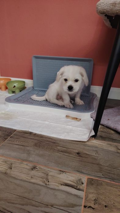 Продам маленькую собачку мальчик