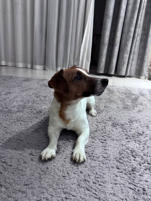 Вязка джек рассл