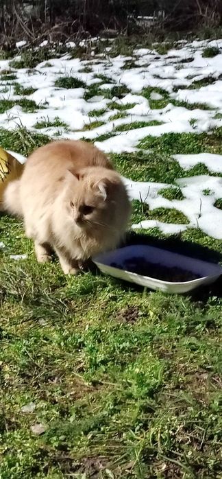 Котенца на десет месеца търсят дом.