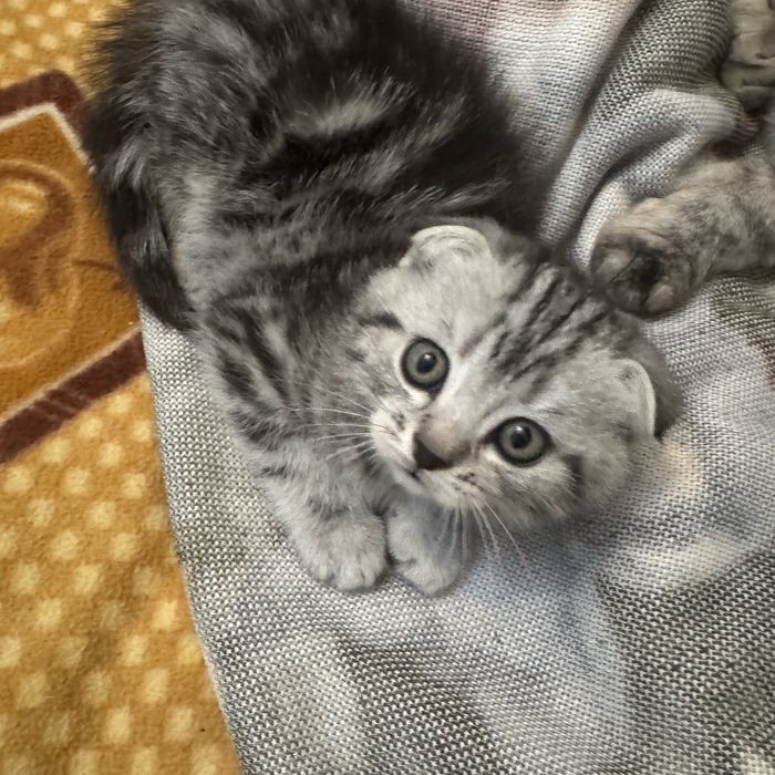 котята , с родословной