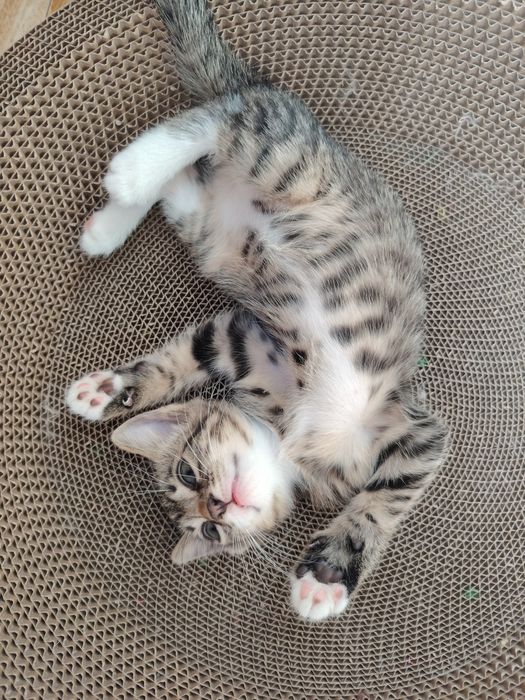 Котёнок мальчик ищет семью