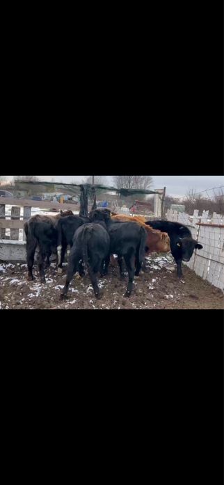 Vand 16 vitei mai multe detali la telefon