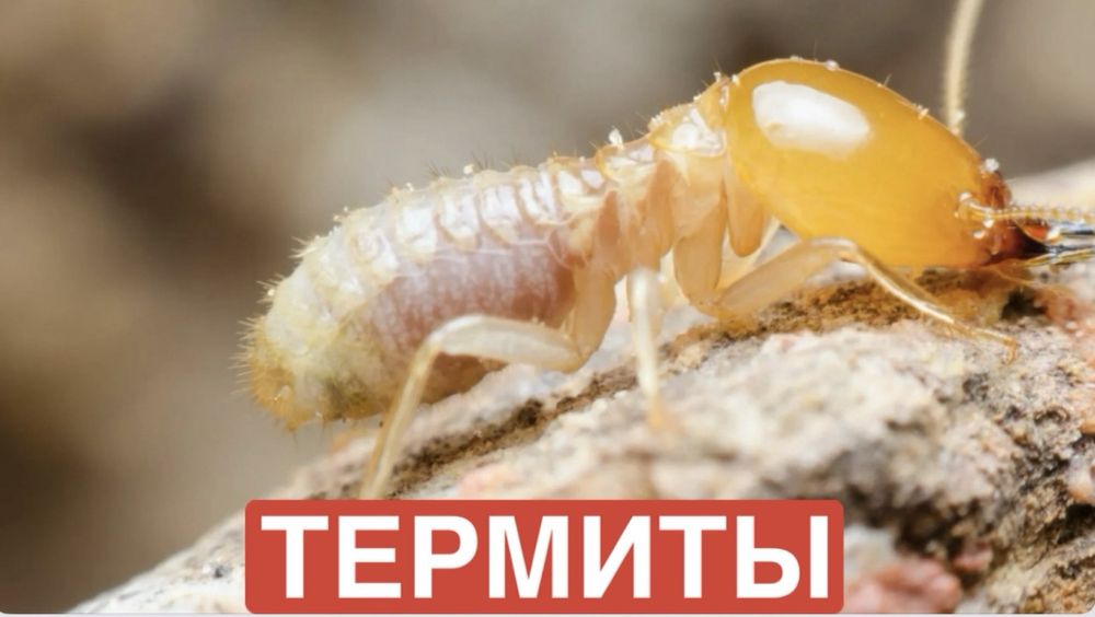 Обработка от термитов/дезинфекция