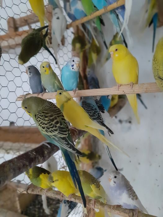 Vand  pui papagali perusi