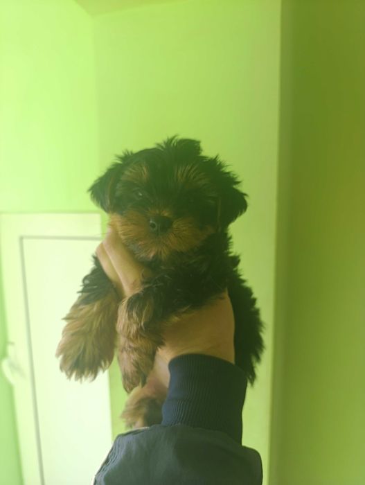 Йоркширски териери