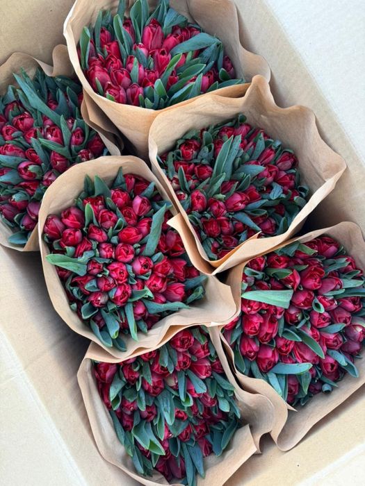 Тюльпаны по 650 тенге