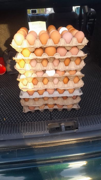 Домашние куриные яйца