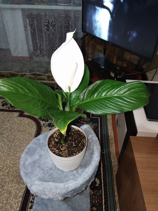 Продаются домашние цветы