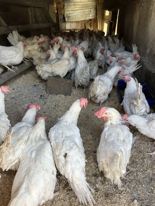 Продам курей Ломан вайт