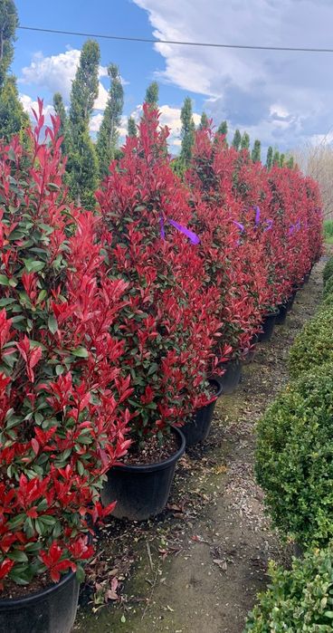 Photinia crescuta pe ghiveci