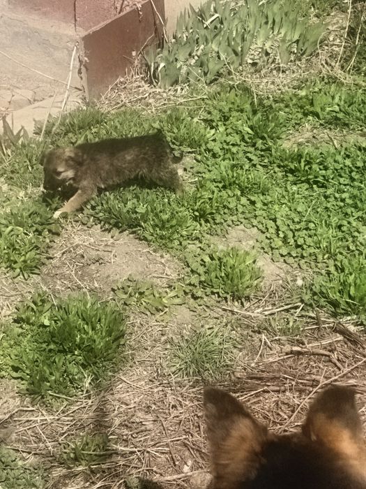 Отдам щенков в кыргауылды