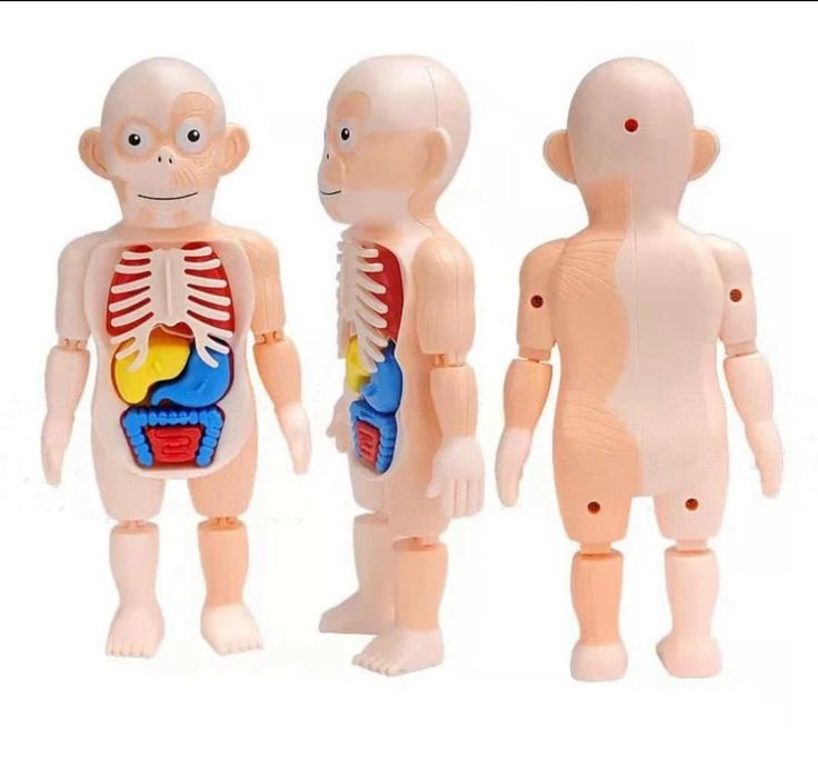 3D inson tanasi anatomiyasi modeli bolalar uchun