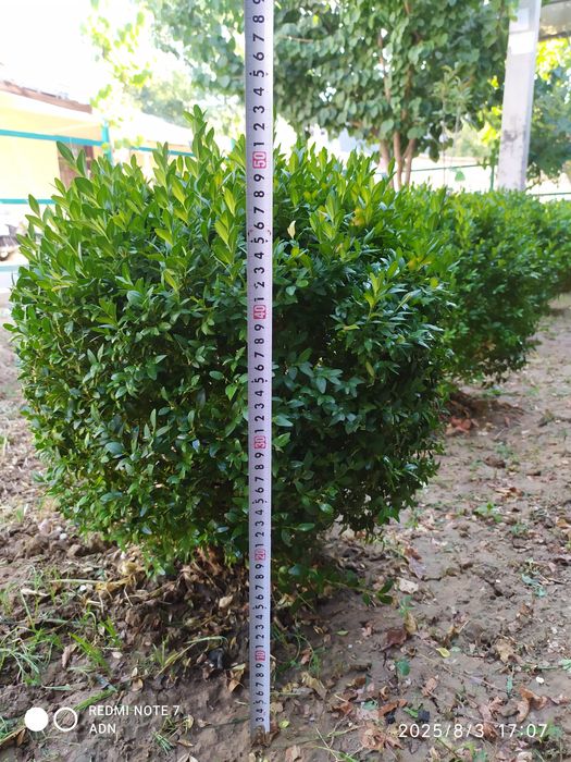 Живая изгородь, самшот 10шт.