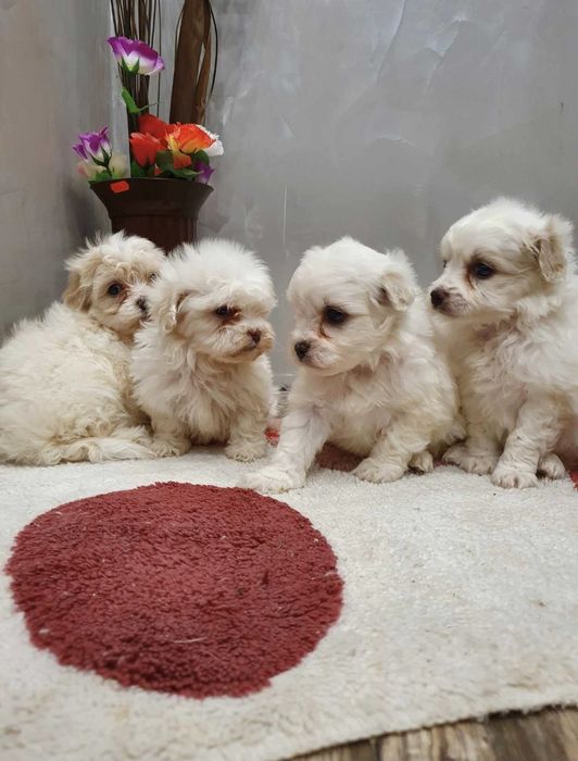 Чистокръвни мини болонки малтезер