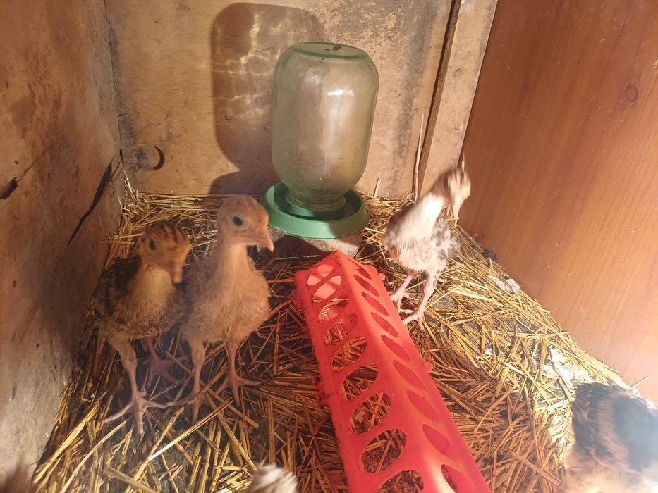 Индюк күркетауық